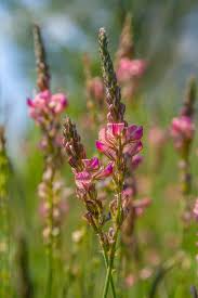 Attēlu rezultāti vaicājumam “Onobrychis arenaria”