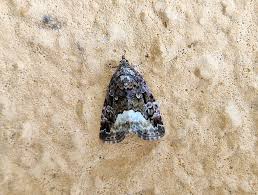 Attēlu rezultāti vaicājumam “Protodeltote pygarga”