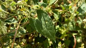 Attēlu rezultāti vaicājumam “Fallopia dumetorum”