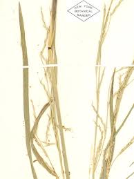 Attēlu rezultāti vaicājumam “Glyceria fluitans leaf”