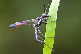 Attēlu rezultāti vaicājumam “Ammophila sp.”
