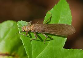 Attēlu rezultāti vaicājumam “Plecoptera”