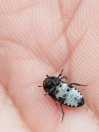 Attēlu rezultāti vaicājumam “Dermestes murinus”