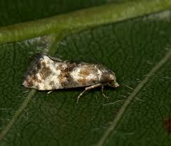 Attēlu rezultāti vaicājumam “Eupoecilia angustana”