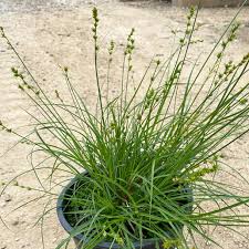 Attēlu rezultāti vaicājumam “Carex globularis”
