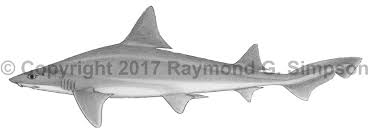 Image result for Mustelus antarcticus