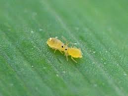 Attēlu rezultāti vaicājumam “Symphypleona”