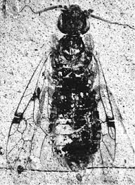 Attēlu rezultāti vaicājumam “Euura brevicornis”