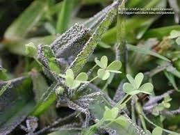 Attēlu rezultāti vaicājumam “Physarum cinereum spores”