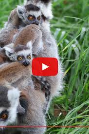 lemur ile ilgili görsel sonucu