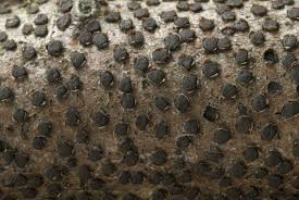 Attēlu rezultāti vaicājumam “Diatrype disciformis”