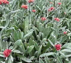Image result for Helichrysum subulifolium