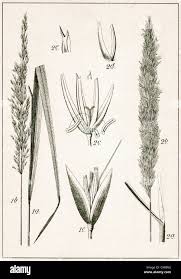 Attēlu rezultāti vaicājumam “Calamagrostis arundinacea”