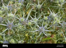 Image result for Edeldistel