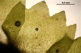 Attēlu rezultāti vaicājumam “Barbilophozia attenuata”