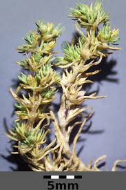 Attēlu rezultāti vaicājumam “Scleranthus annuus flower”