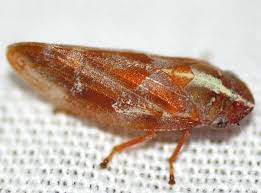 Attēlu rezultāti vaicājumam “Aphrophoridae nymph”