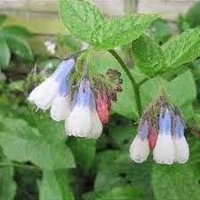 Attēlu rezultāti vaicājumam “Symphytum grandiflorum flower”