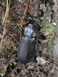 Attēlu rezultāti vaicājumam “Pterostichus niger”