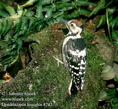 Attēlu rezultāti vaicājumam “Dendrocopos leucotos”