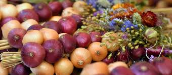 Image result for Zwiebeln