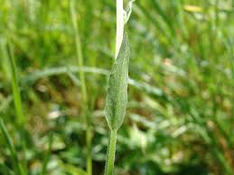Image result for Campanula patula