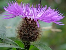 Image result for Centaurea pseudophrygia