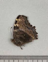 Attēlu rezultāti vaicājumam “Nymphalis polychloros”