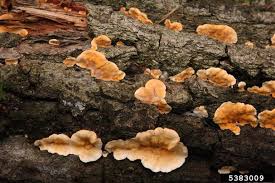 Attēlu rezultāti vaicājumam “Stereum hirsutum”