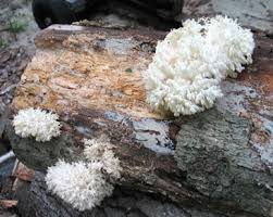 Attēlu rezultāti vaicājumam “Hericium coralloides”