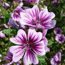 Image result for Malva sylvestris 'Zebrina'