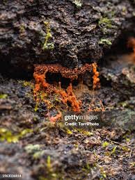 Attēlu rezultāti vaicājumam “Metatrichia sp.”