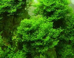 Attēlu rezultāti vaicājumam “Riccardia chamaedryfolia”