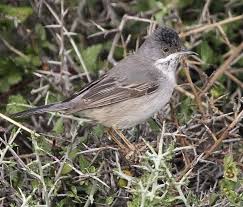 Image result for Sylvia rueppelli