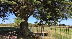 Image result for Southwold Golf Club