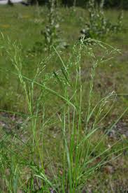 Attēlu rezultāti vaicājumam “Poa nemoralis”