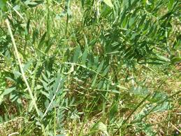Attēlu rezultāti vaicājumam “Vicia cracca leaf”