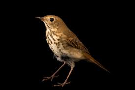 Image result for Catharus guttatus