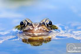 Attēlu rezultāti vaicājumam “Rana temporaria”