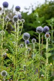 Image result for Echinops spaerocephalus