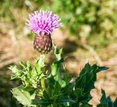 Attēlu rezultāti vaicājumam “Cirsium arvense fruit”