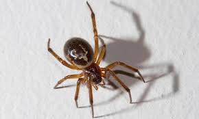 Attēlu rezultāti vaicājumam “Steatoda grossa female”