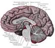 <b>Corpus callosum</b>