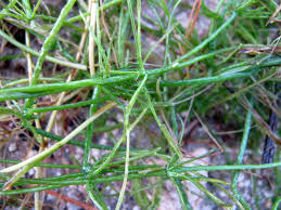 Attēlu rezultāti vaicājumam “Chara hispida”