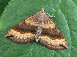 Attēlu rezultāti vaicājumam “Scotopteryx chenopodiata”