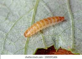 Attēlu rezultāti vaicājumam “Lasioptera rubi larva”