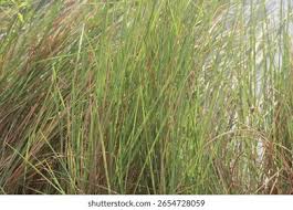 Attēlu rezultāti vaicājumam “Carex lasiocarpa leaf”