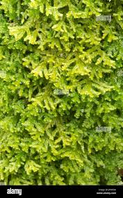 Attēlu rezultāti vaicājumam “Porella platyphylla macro”