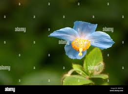 Image result for Meconopsis betonicifolia