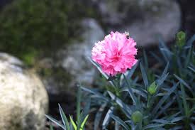Attēlu rezultāti vaicājumam “Dianthus arenarius bud”